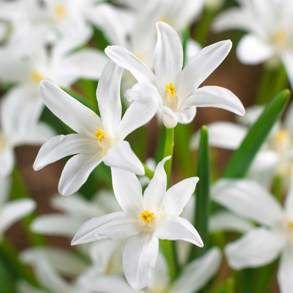 Snöstjärna 'Chionodoxa luciliae Alba'